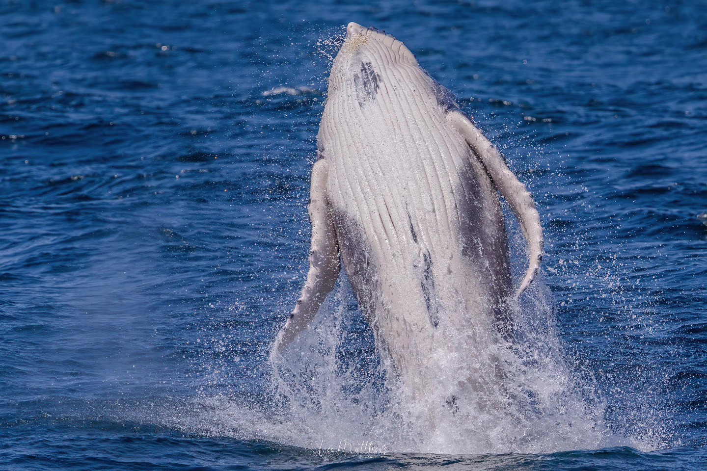 Whale Watching Moonshadow TQC Cruises Port Stephens Lee Matthews