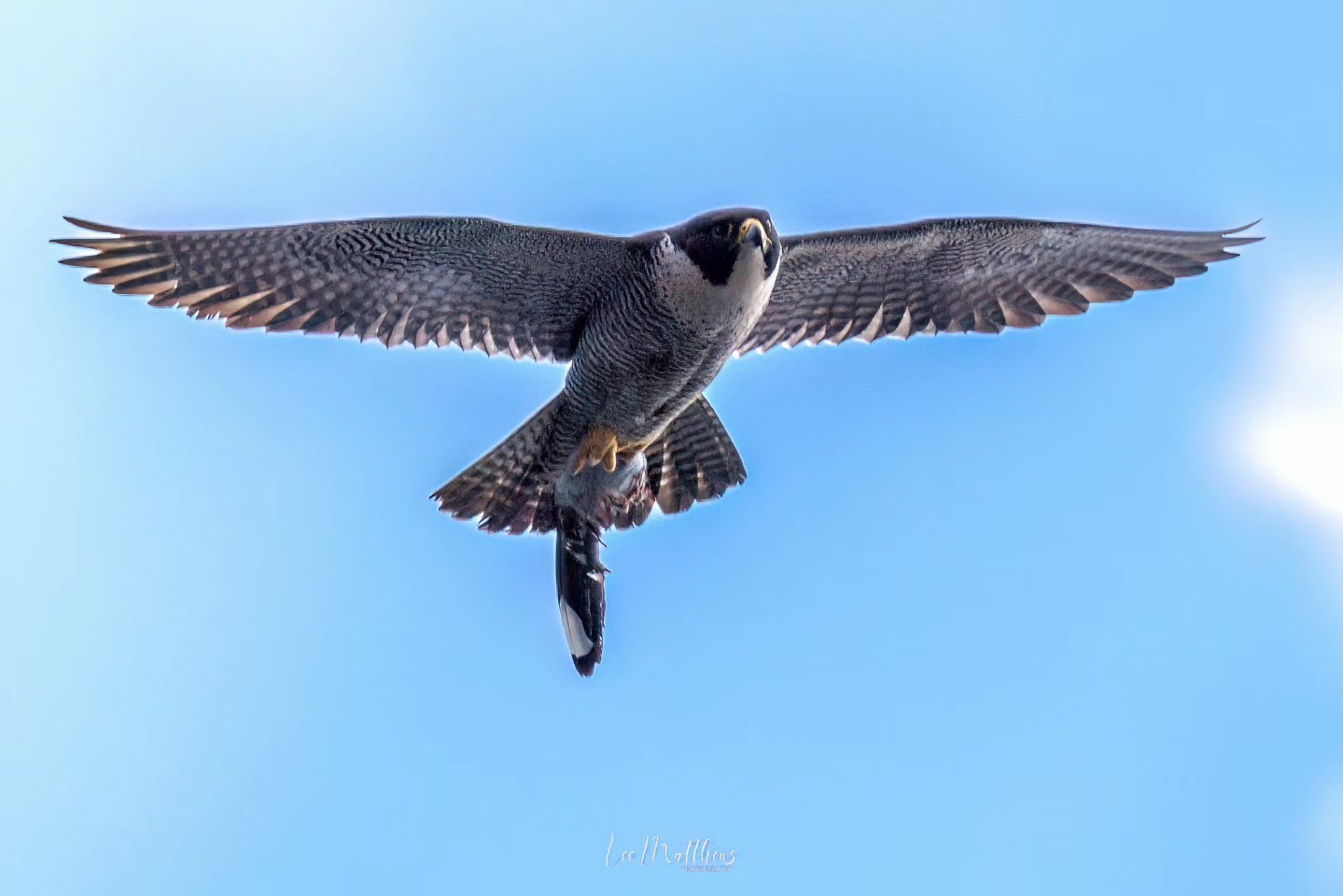Peregrine falcon in flight against a clear blue sky.