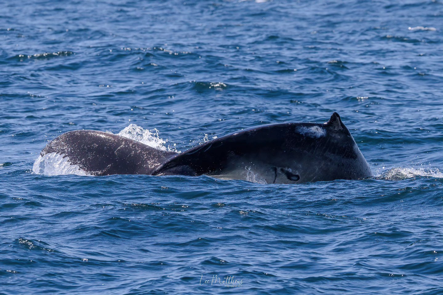 Whale surfacing in the ocean with part of its body visible above blue waves.