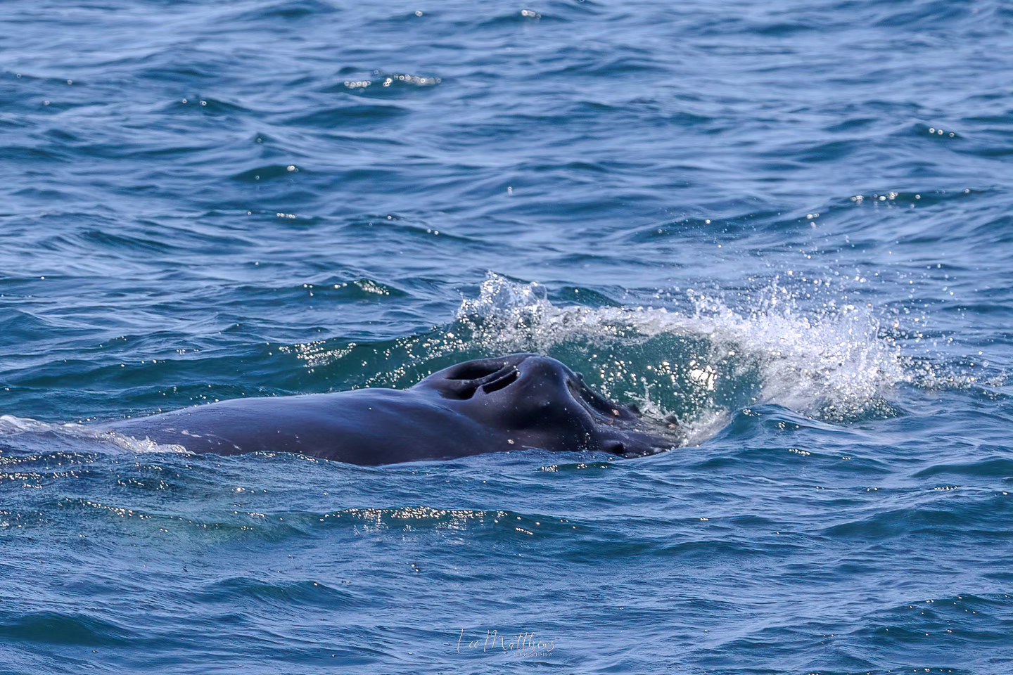 Whale surfacing with water splashing around its blowhole in the ocean.