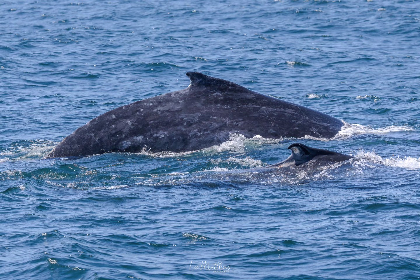 Two large whales swimming close to the ocean surface, partially visible above water.