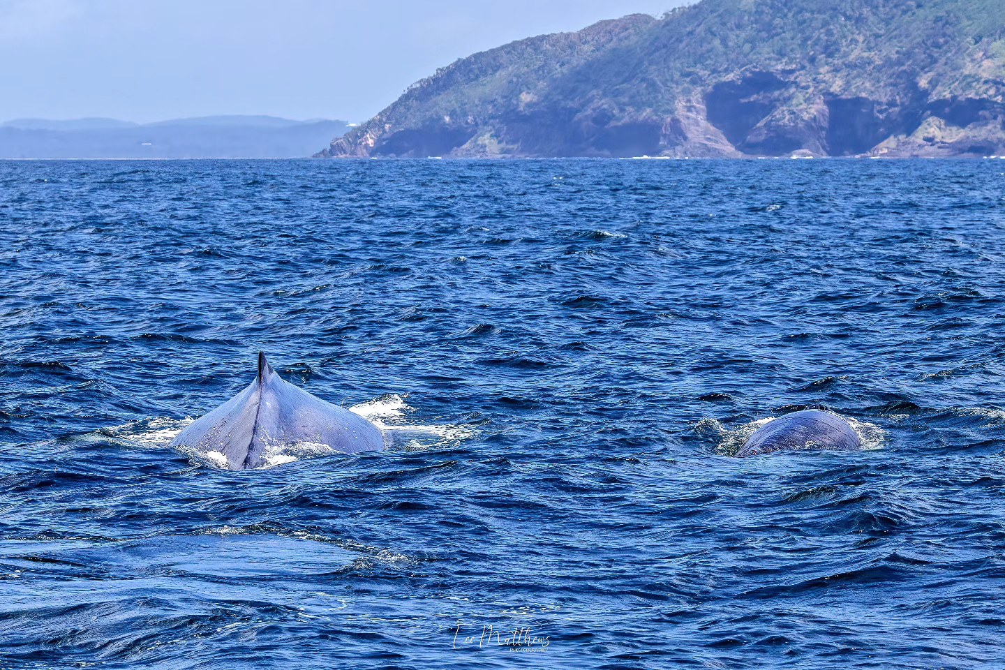 Two whales surfacing in the ocean with distant hilly coastline.