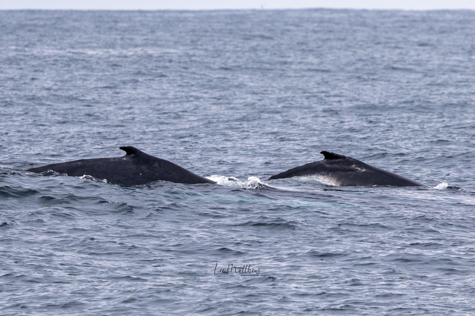 Whale Watching Moonshadow TQC Cruises Port Stephens Lee Matthews