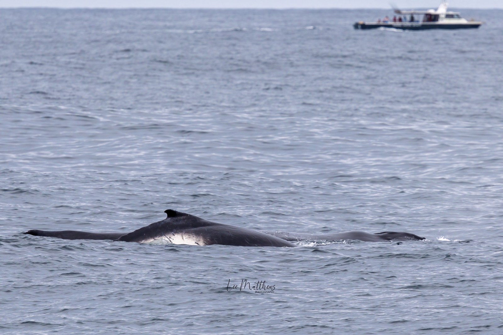 Whale surfacing in ocean with a boat in the background, calm waters.