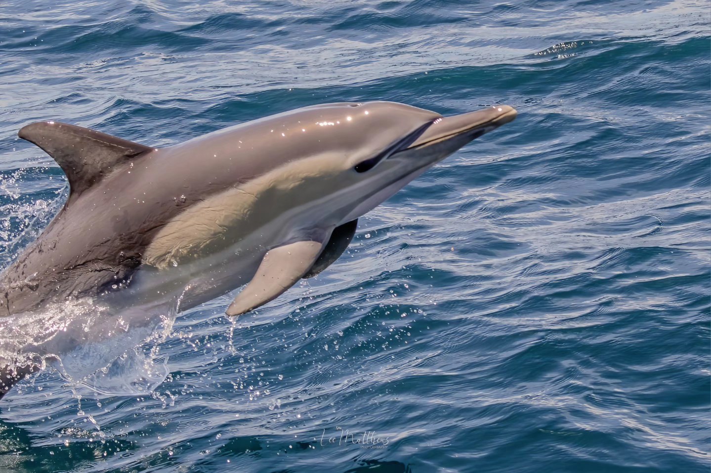 Whale Watching Moonshadow TQC Cruises Port Stephens Lee Matthews 26.10.25 1 Whale Watching Moonshadow TQC Cruises Port Stephens Lee Matthews