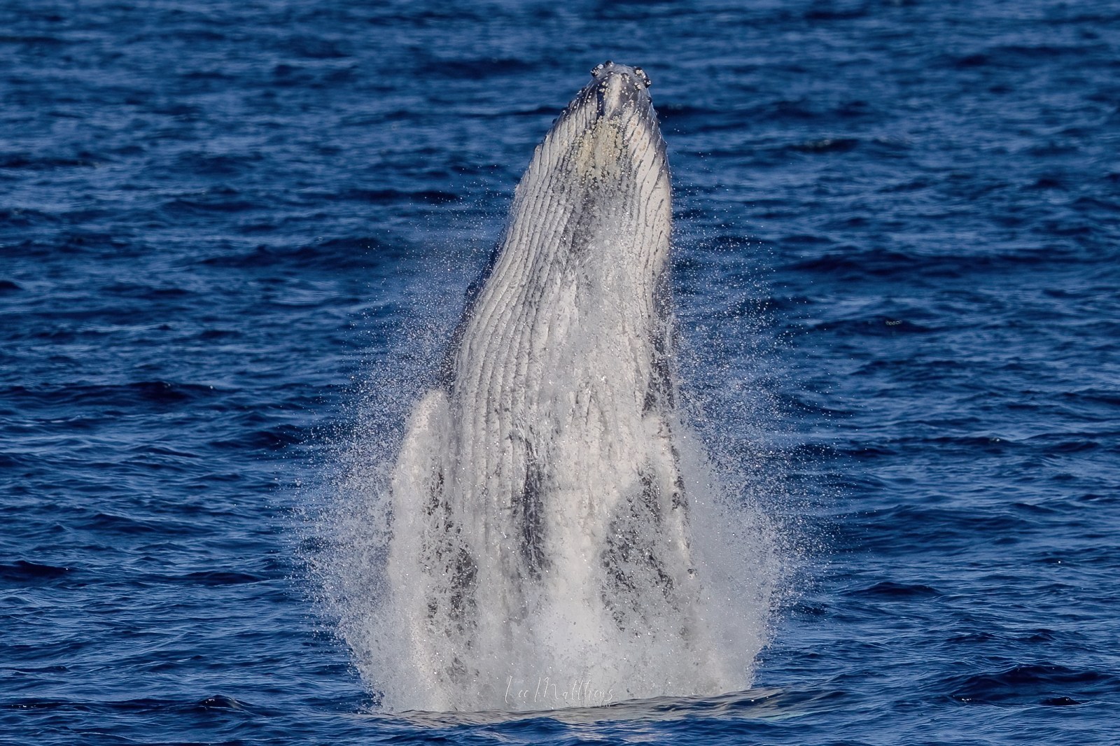 Whale Watching Moonshadow TQC Cruises Port Stephens Lee Matthews