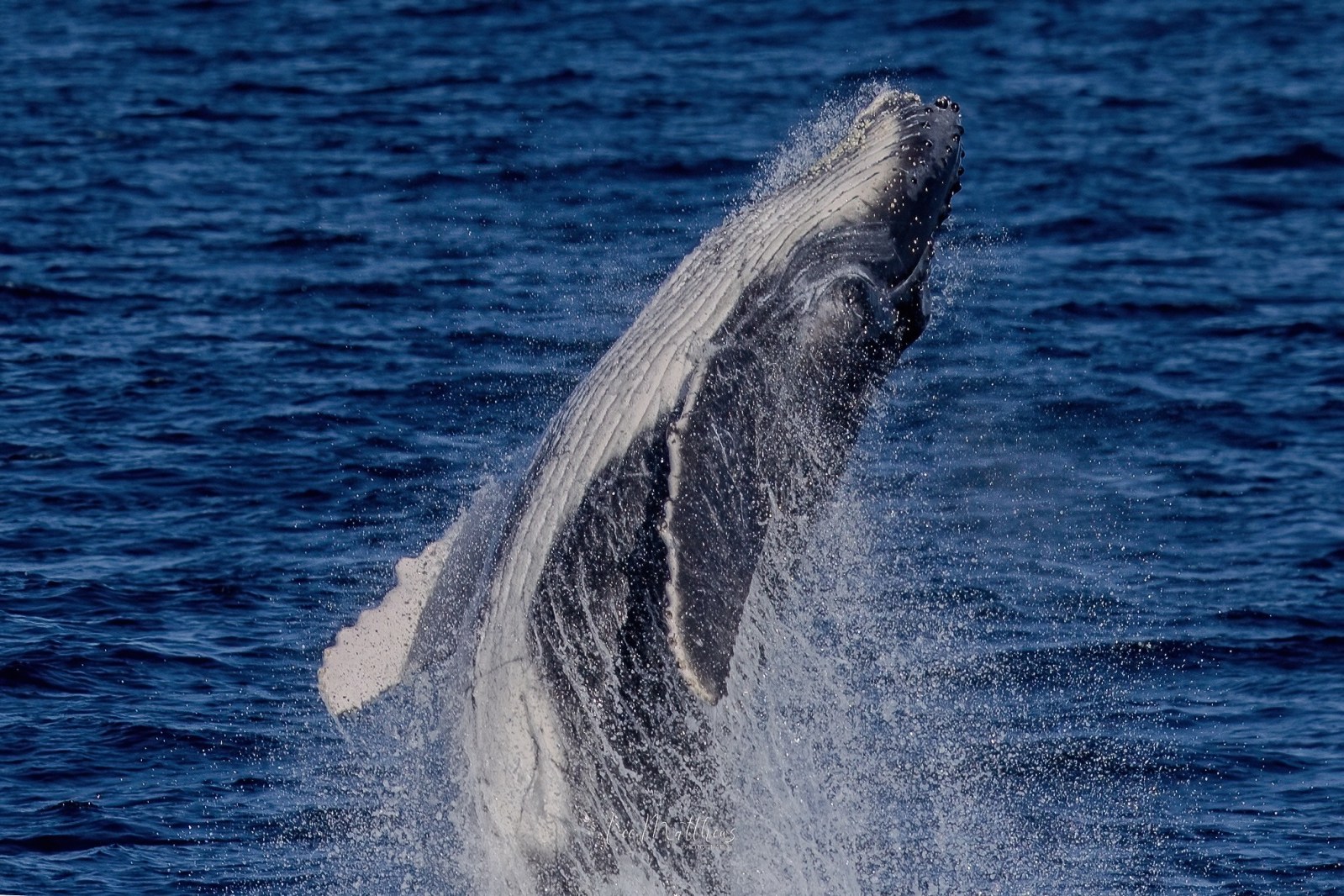 Humpback whale breaching the ocean surface, surrounded by splashing water.
