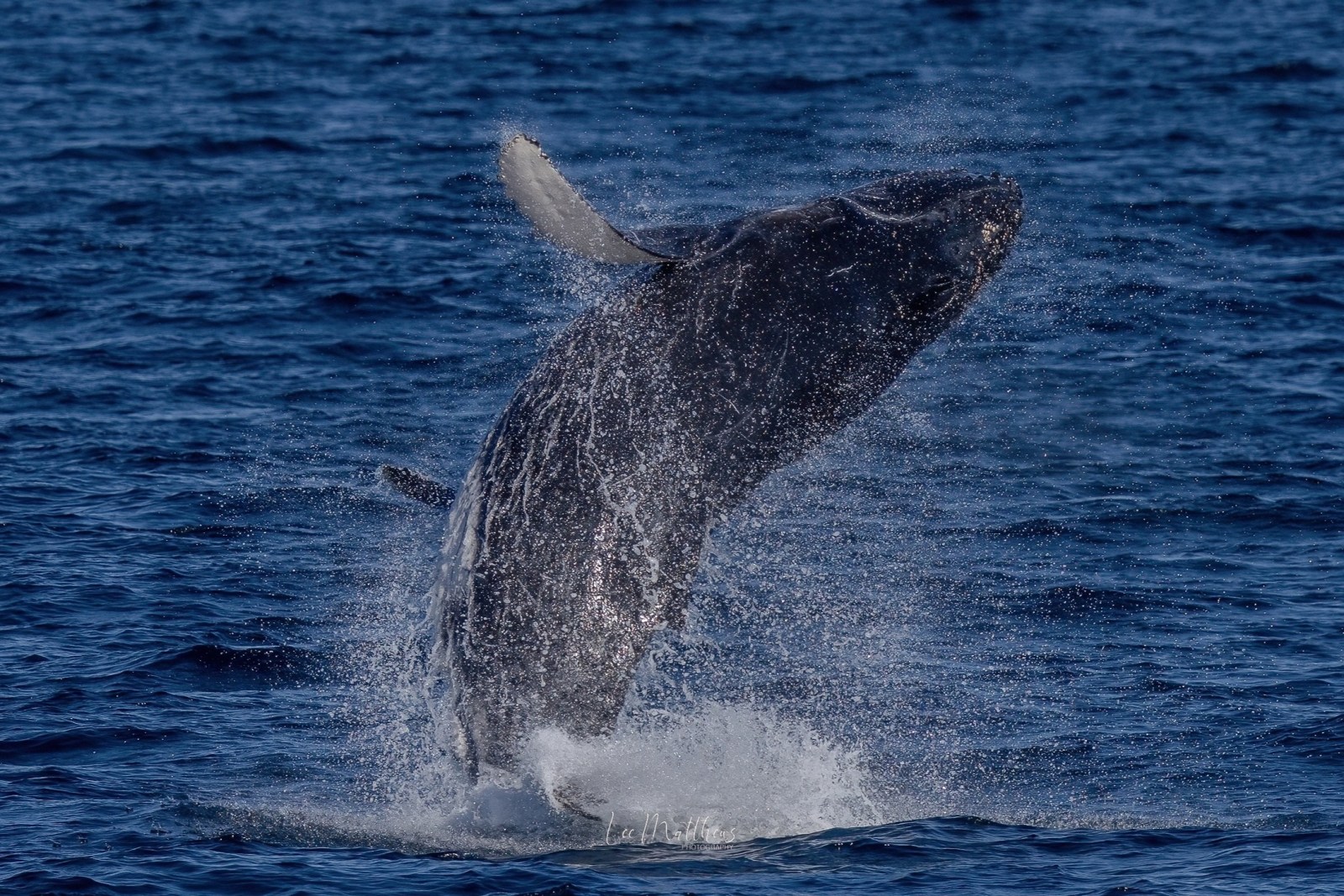 A whale breaching the water with a splash in the ocean under a clear sky.