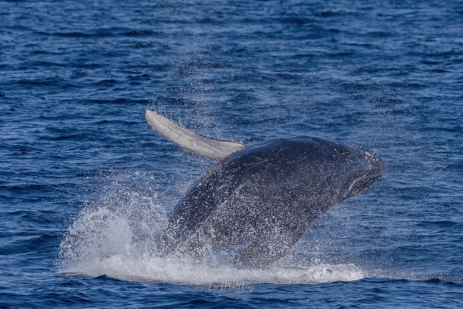 Humpback whale breaching the ocean surface with water splashing around.