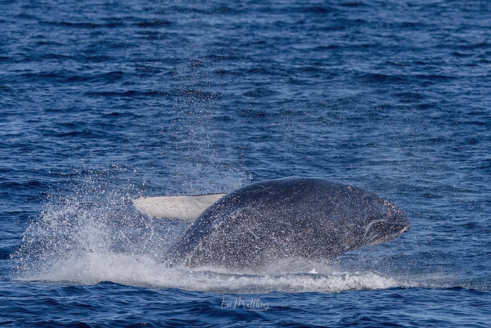 Whale breaching the surface of the ocean, creating a splash.
