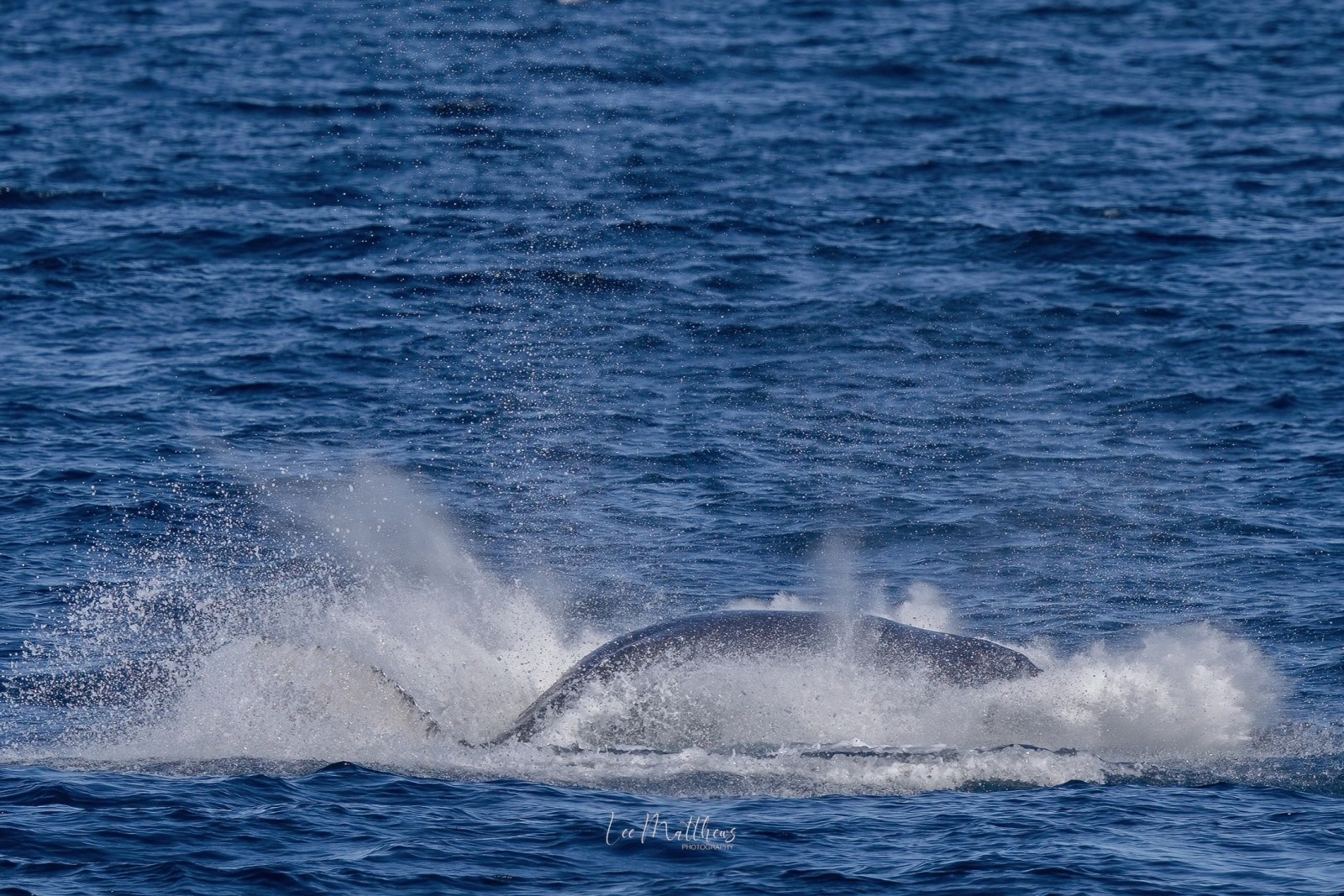 Whale fin splashing in the ocean with water spray.