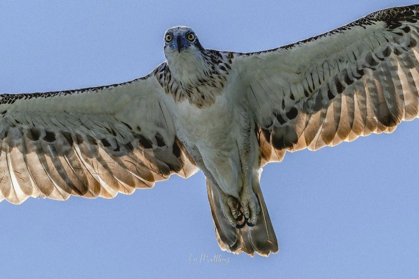 An osprey in flight with outstretched wings against a clear blue sky.