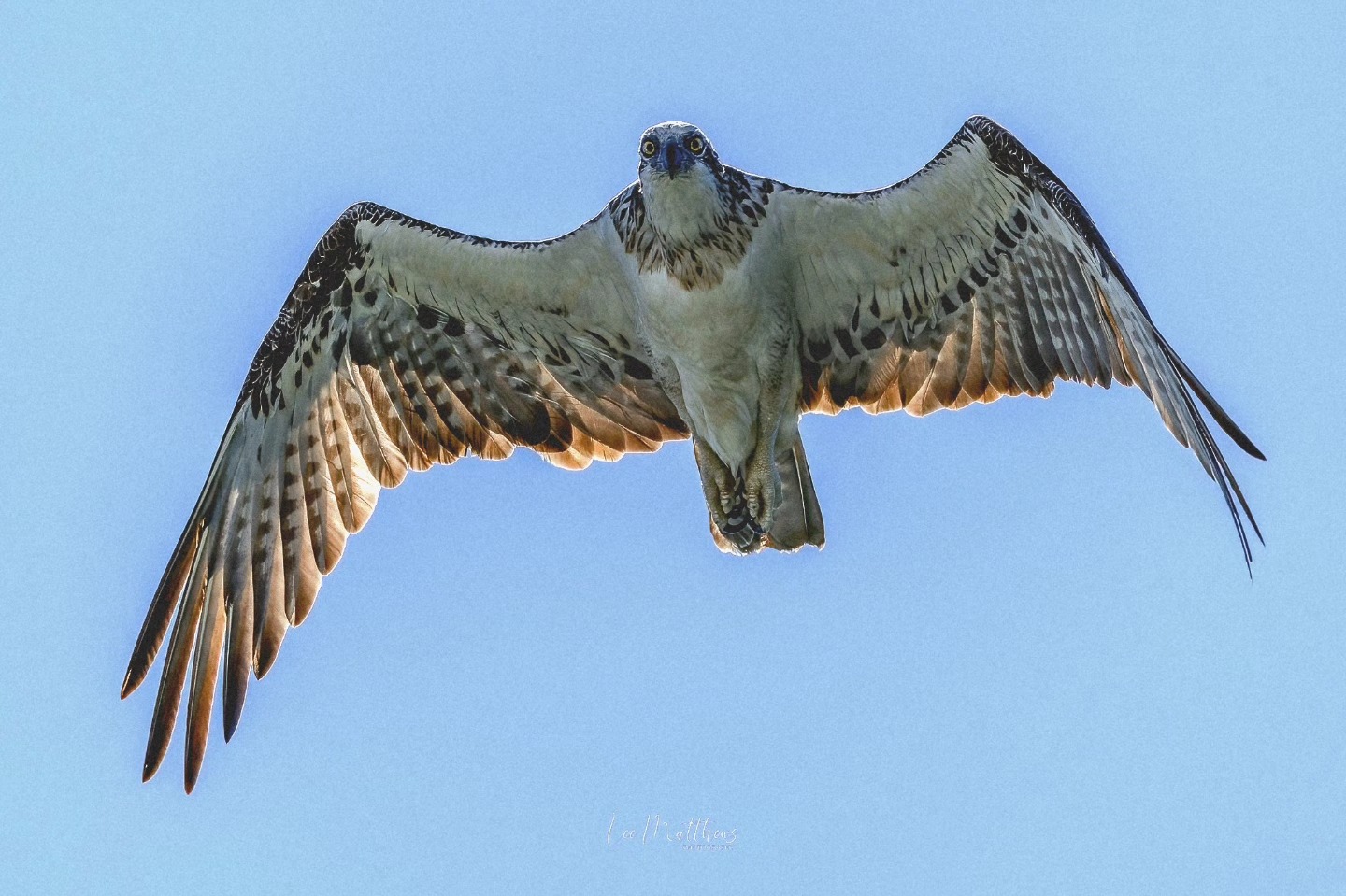 Osprey in flight with wings spread against a clear blue sky.