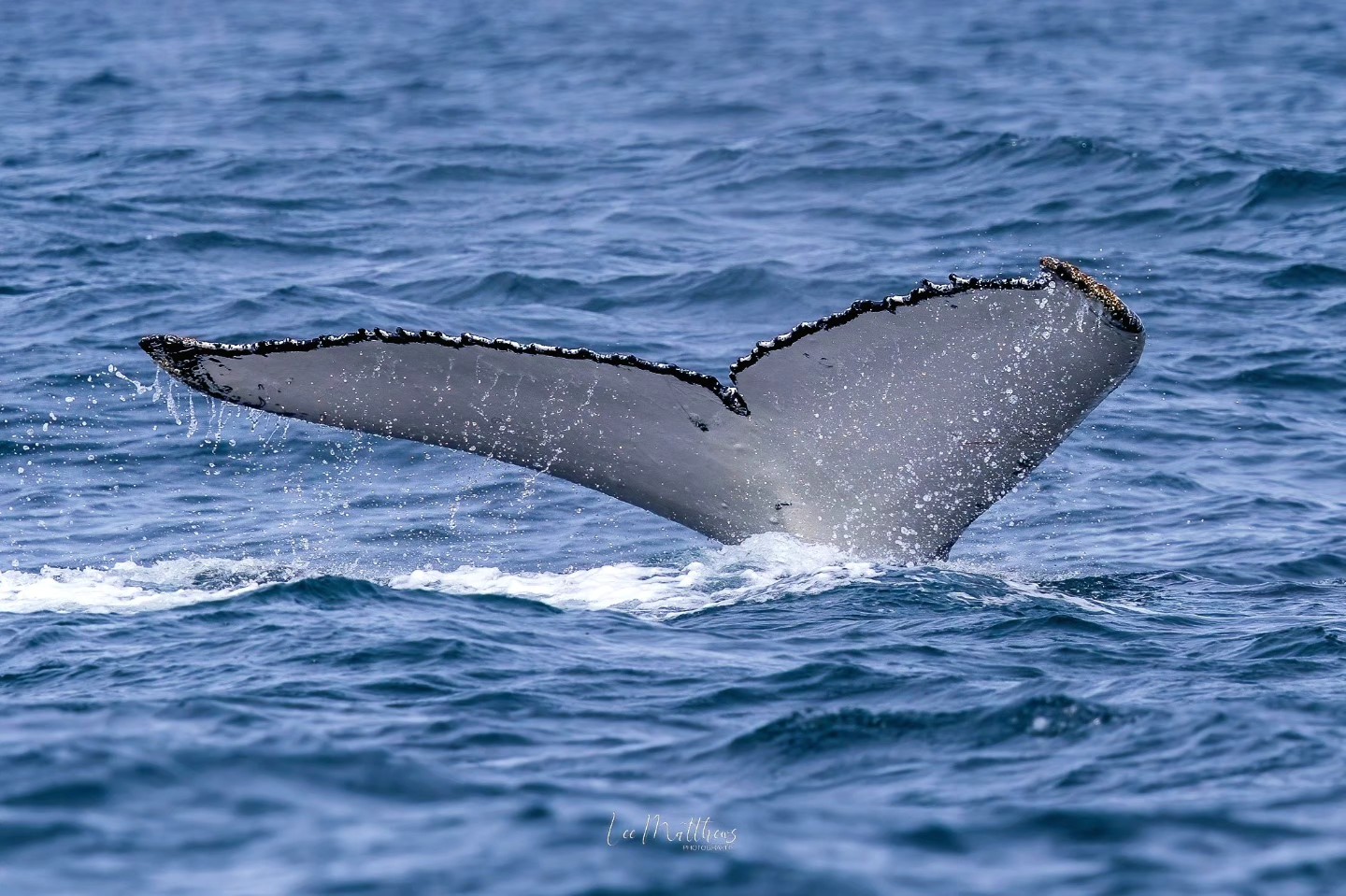 Whale Watching Moonshadow TQC Cruises Port Stephens Lee Matthews