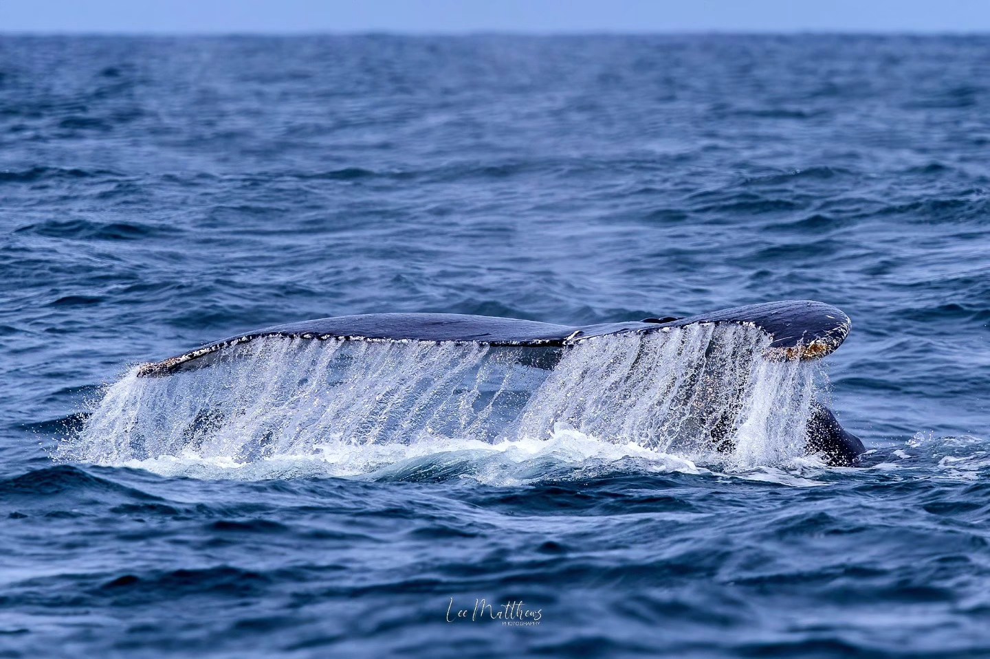 Whale tail above ocean surface with water streaming down.