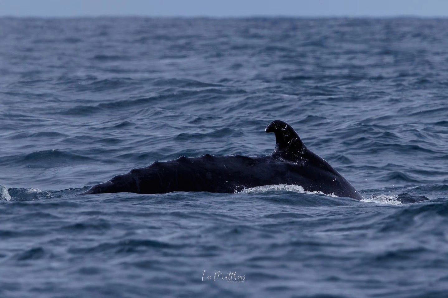 Humpback whale dorsal fin surfacing in the ocean under a cloudy sky.