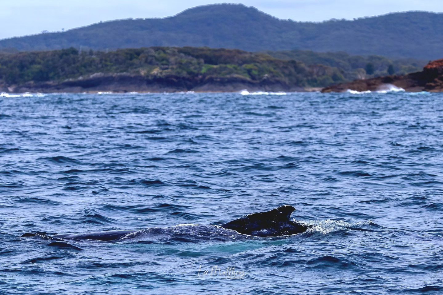 Whale surfacing in the ocean with a hilly coastline in the background.