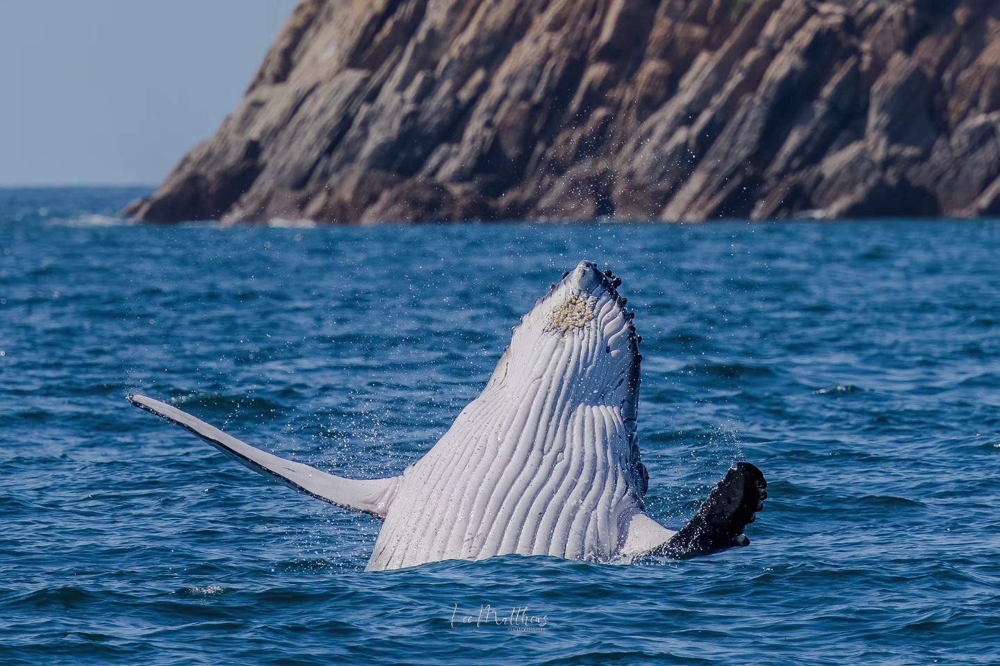 Humpback whale breaching near a rocky coast with water splashing.