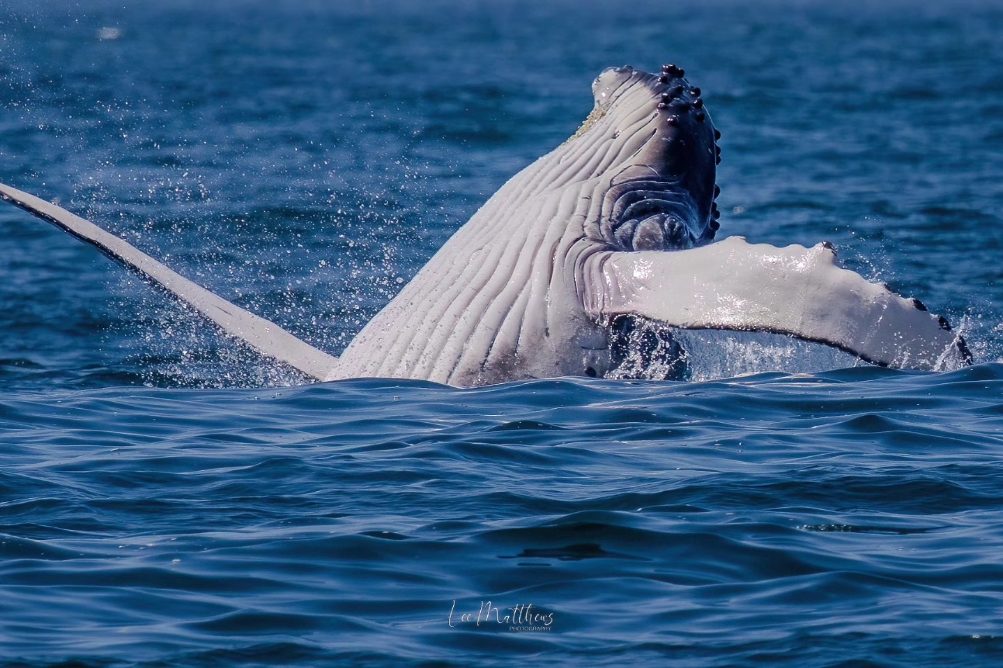 Humpback whale breaching the water surface with fins spread wide.