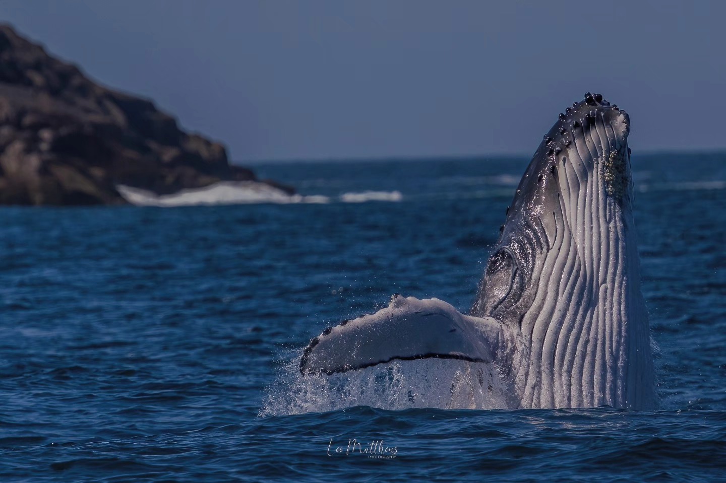 Humpback whale breaching vertically from the ocean near rocky cliffs.