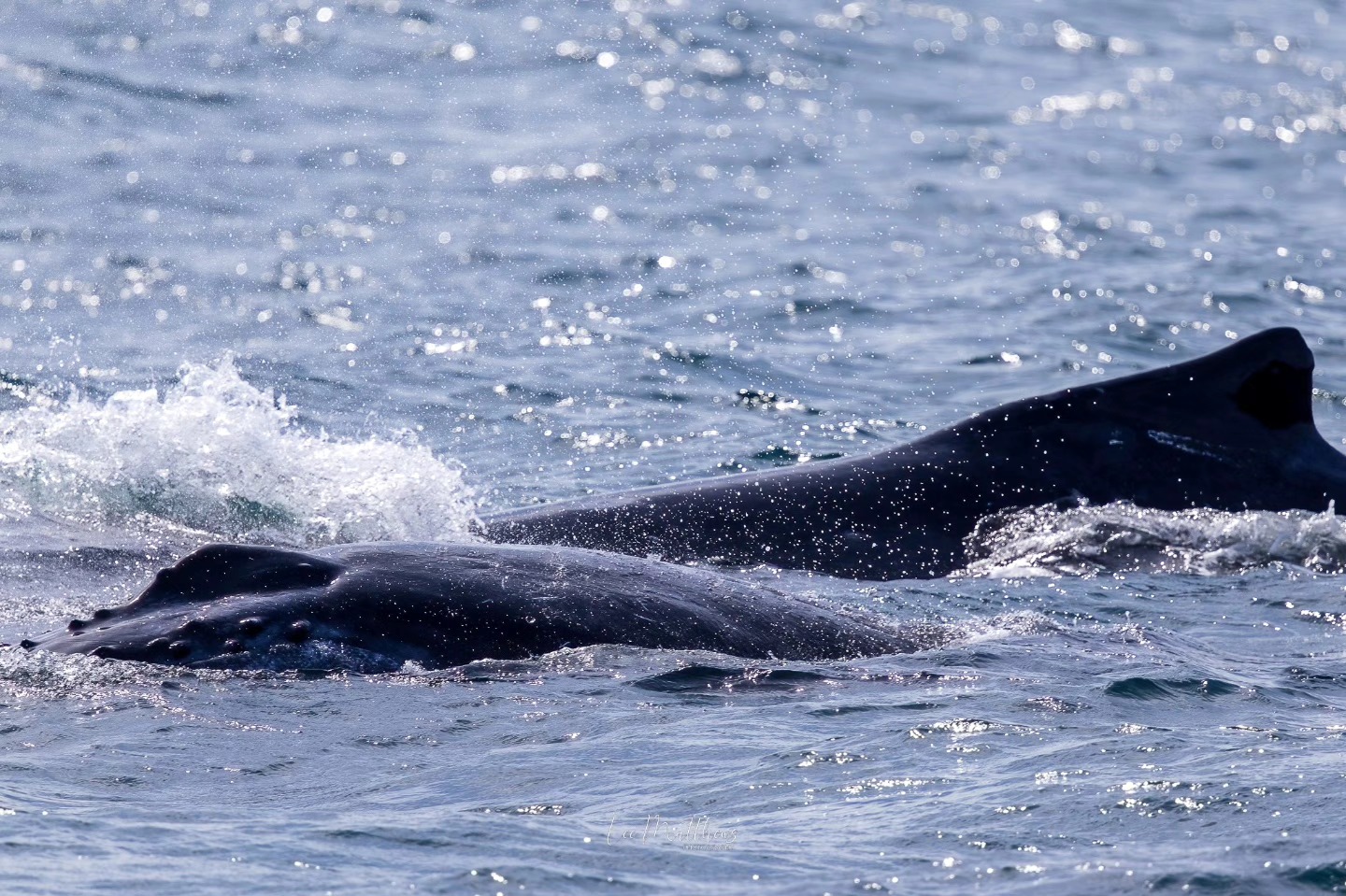Two humpback whales swimming close together in shimmering ocean water.