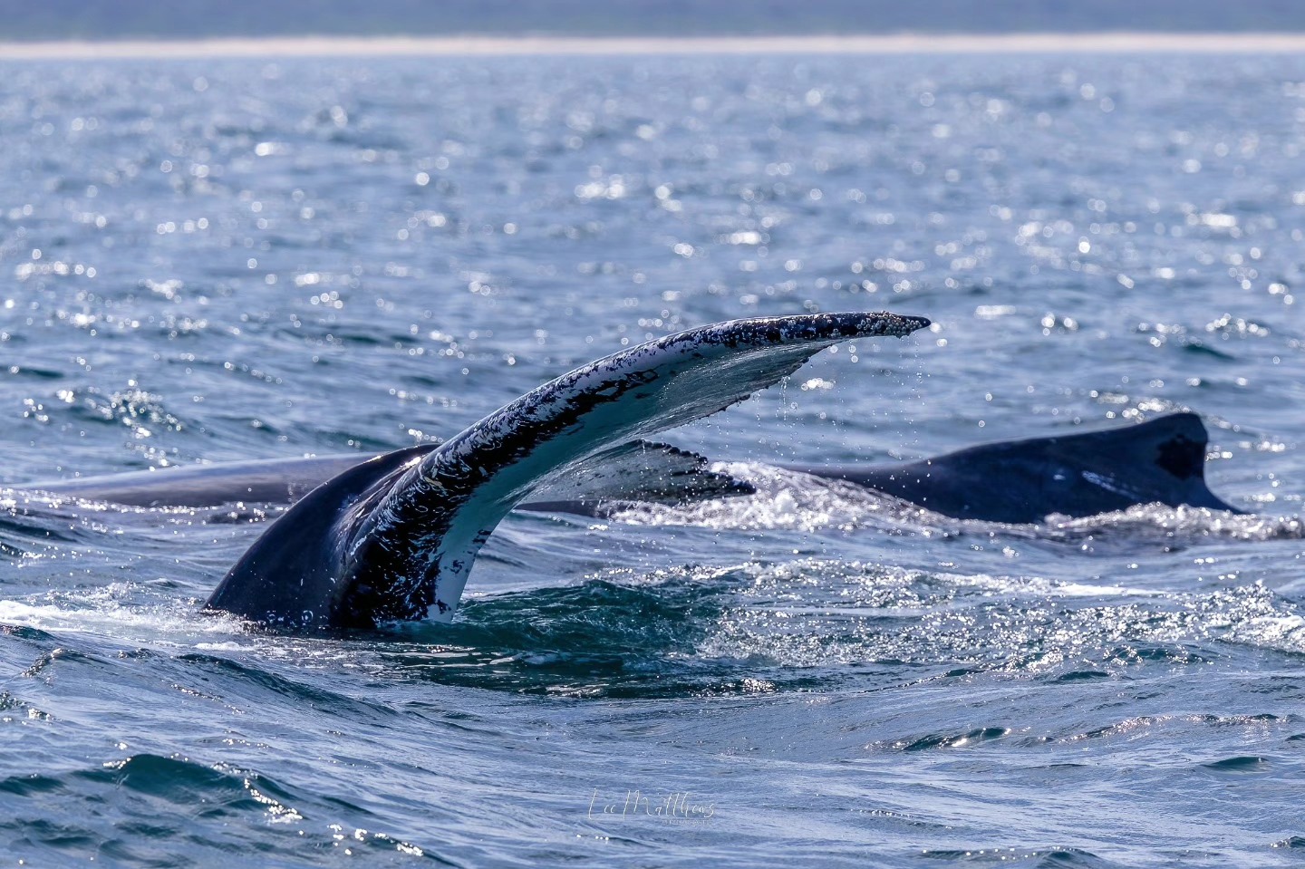 Humpback whale flippers above water surface in the ocean on a sunny day.