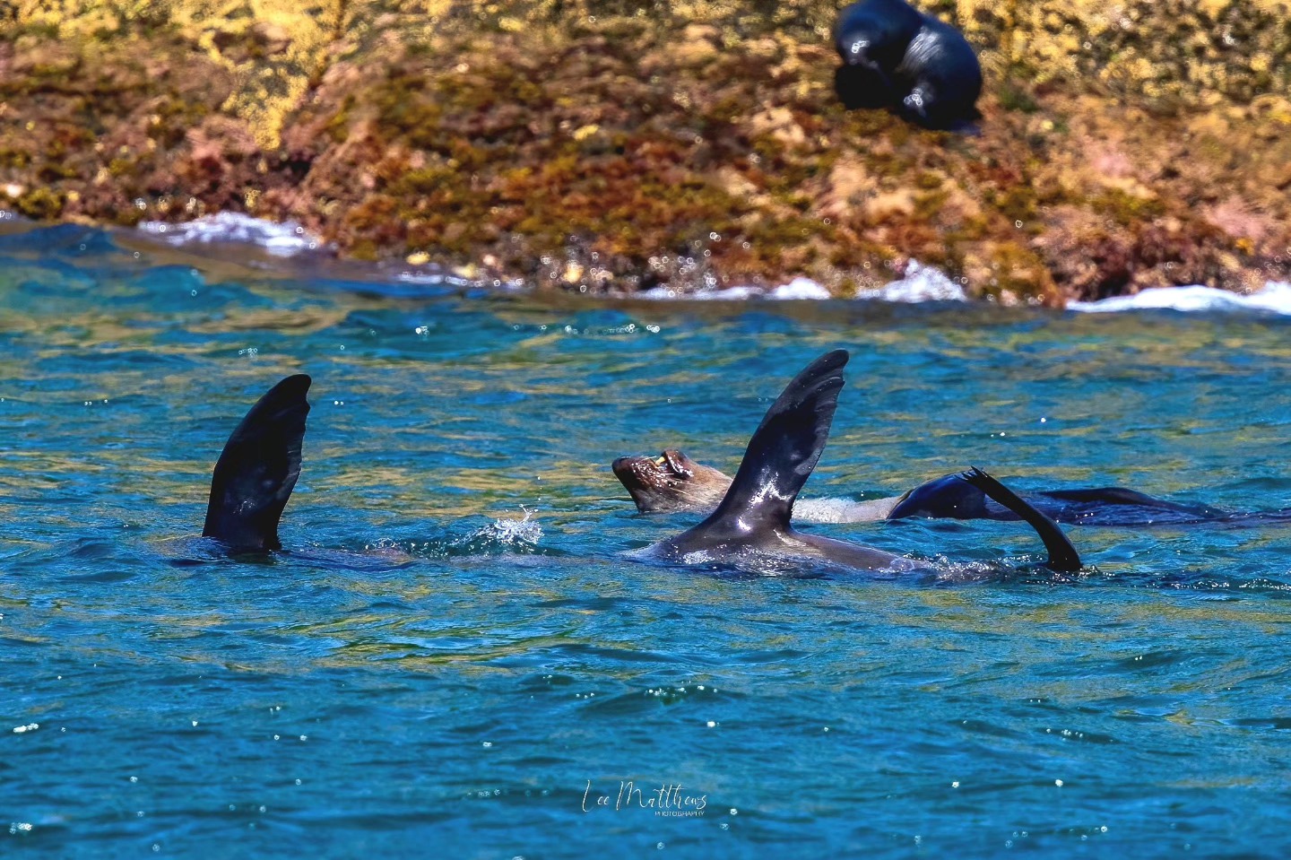 Seals swimming near a rocky shoreline with flippers raised above water.