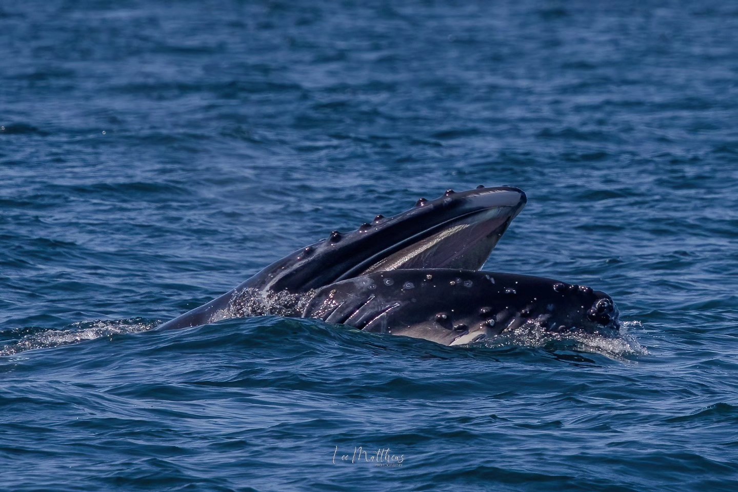 Whale Watching Moonshadow TQC Cruises Port Stephens Lee Matthews
