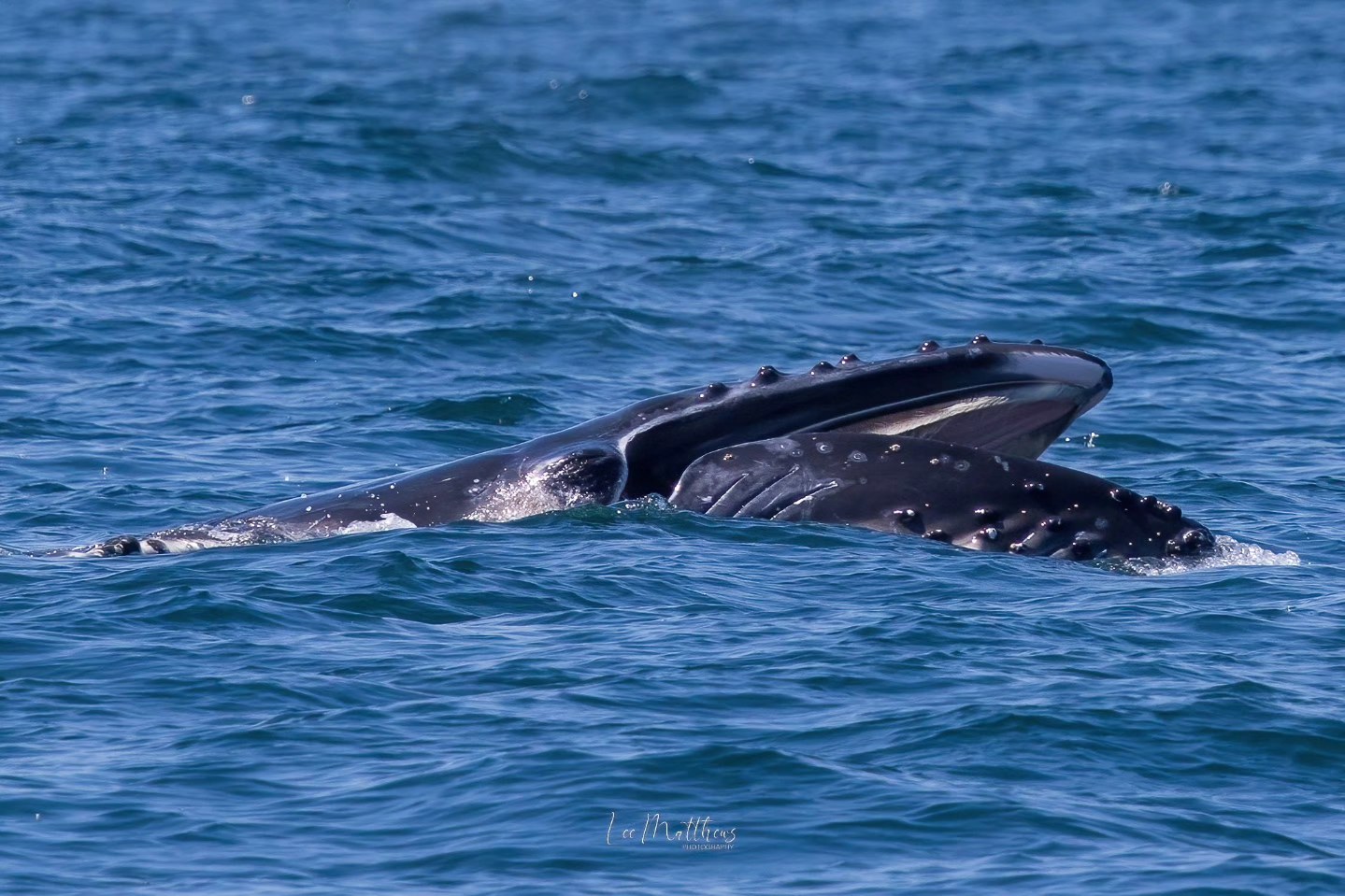 Humpback whale surfacing with mouth open in blue ocean water.