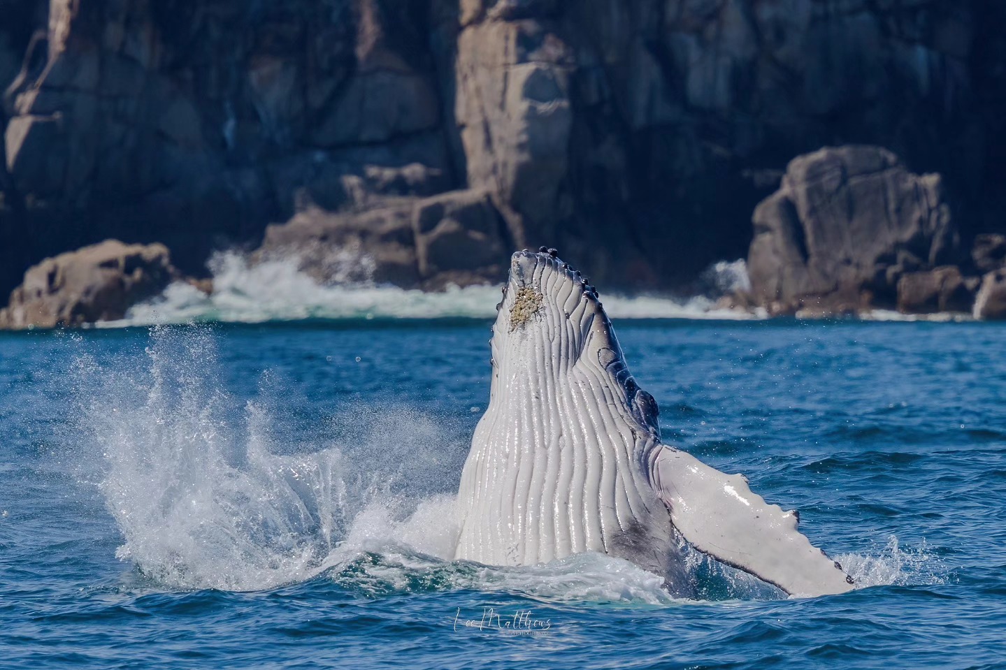 A humpback whale breaches the ocean's surface near rocky cliffs.
