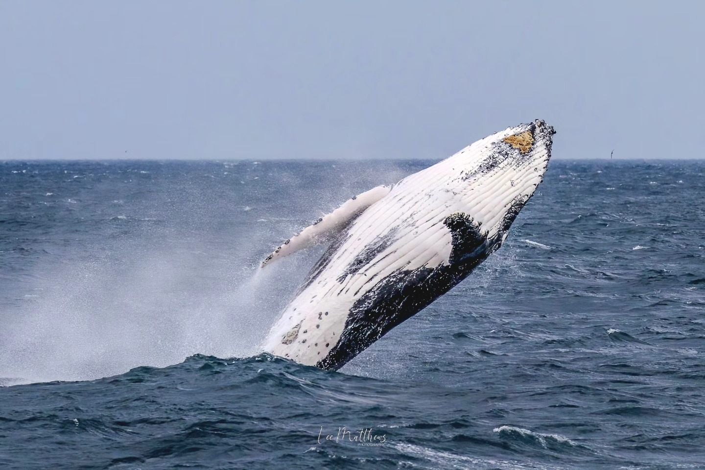 Whale Watching Moonshadow TQC Cruises Port Stephens Lee Matthews