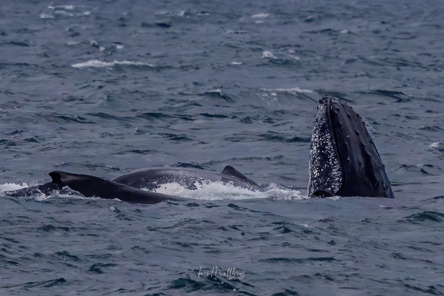 Humpback whale partially submerged in choppy sea with flipper raised.