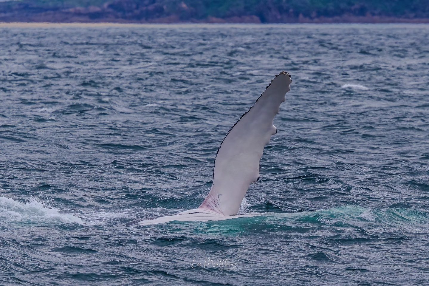 A whale's fin emerges from the ocean surface, with a distant coastline visible.