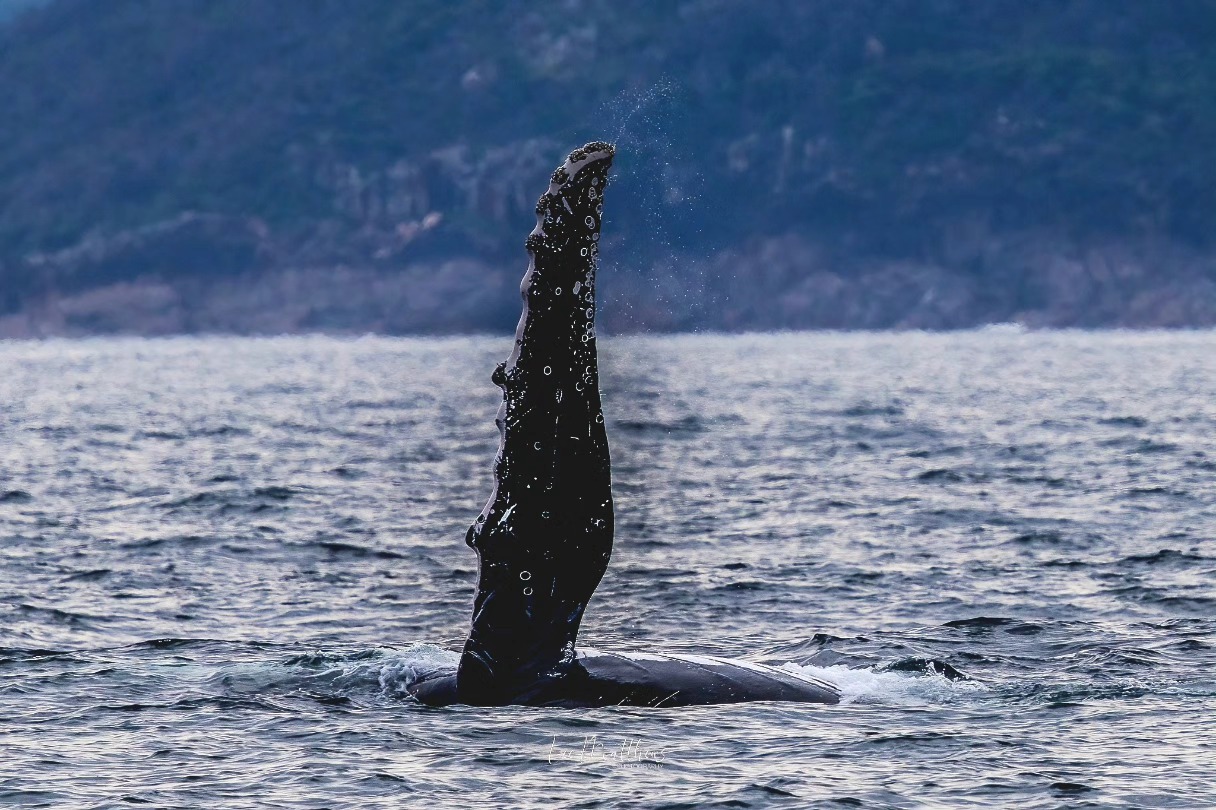 Whale flipper raised above the water surface against a hilly background.