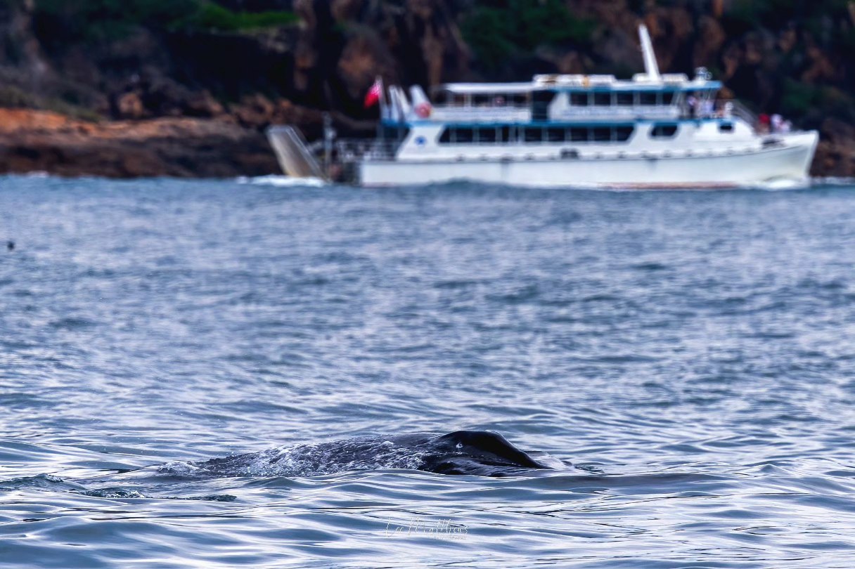 Whale swimming near the surface with a boat in the background.