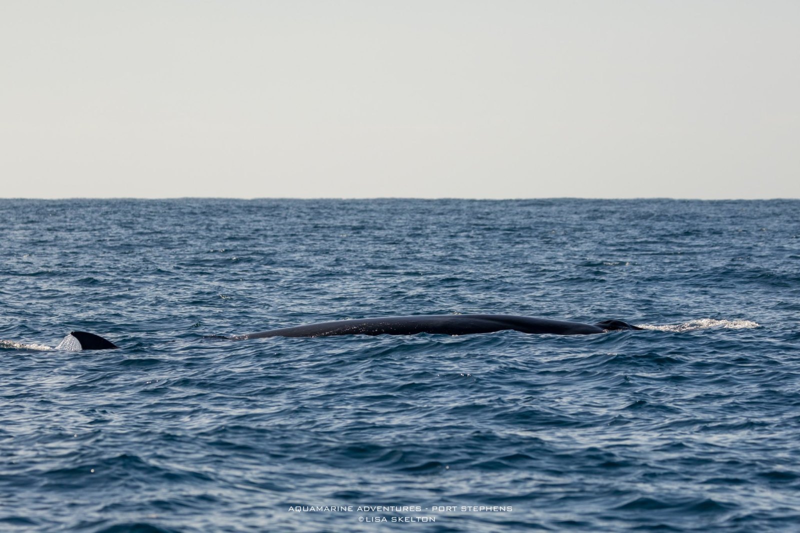 Two whales partially submerged in the ocean, with fins visible above the water's surface.