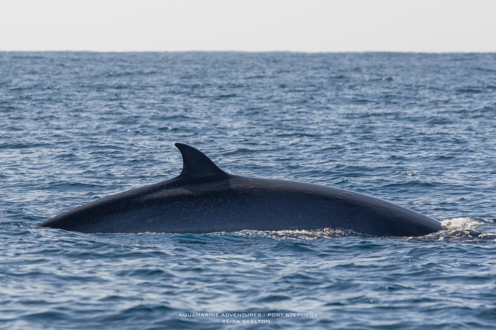 A whale's dorsal fin emerging from the ocean's surface under a clear sky.