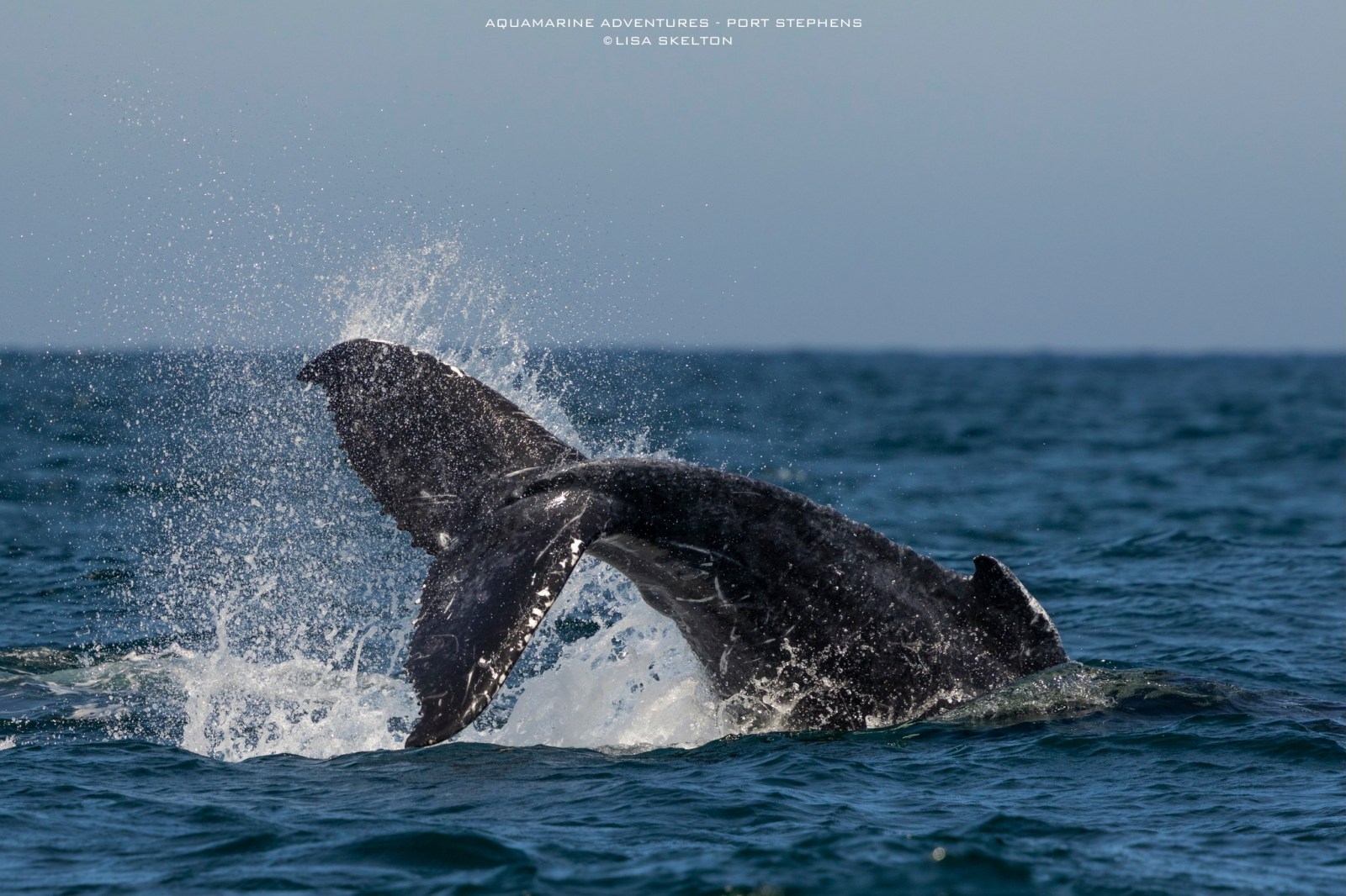 Whale tail splashing in the ocean with water droplets in the air.