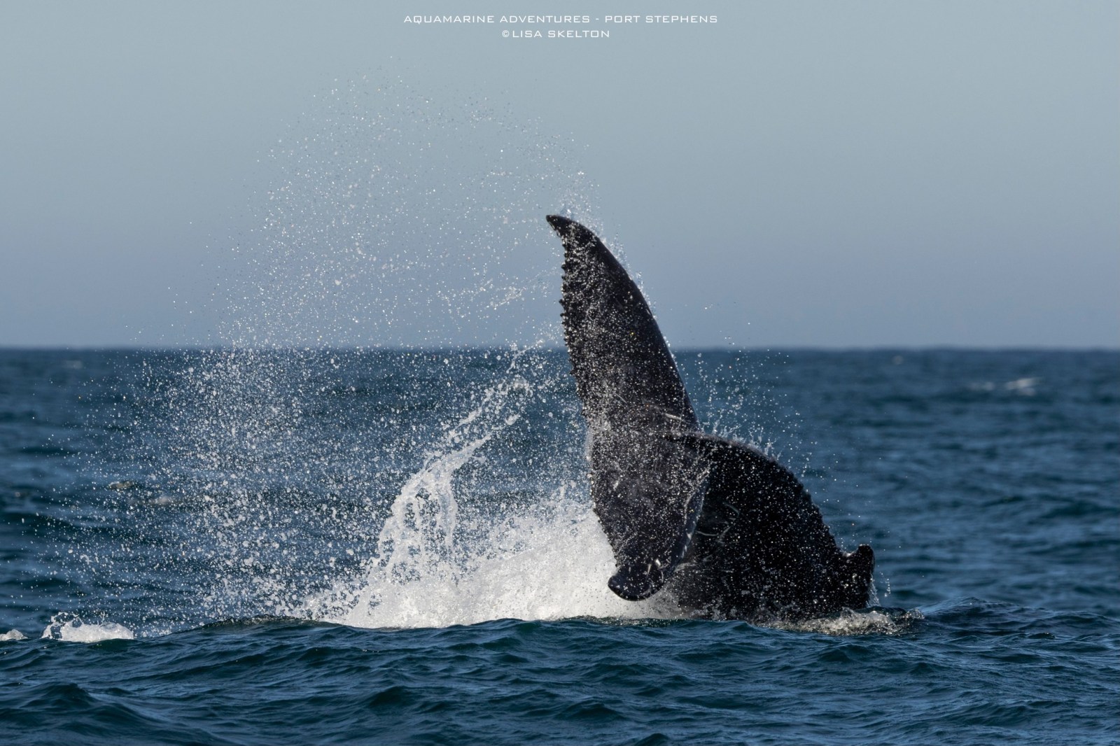 Whale tail splashing in the ocean with water spray against the sky.