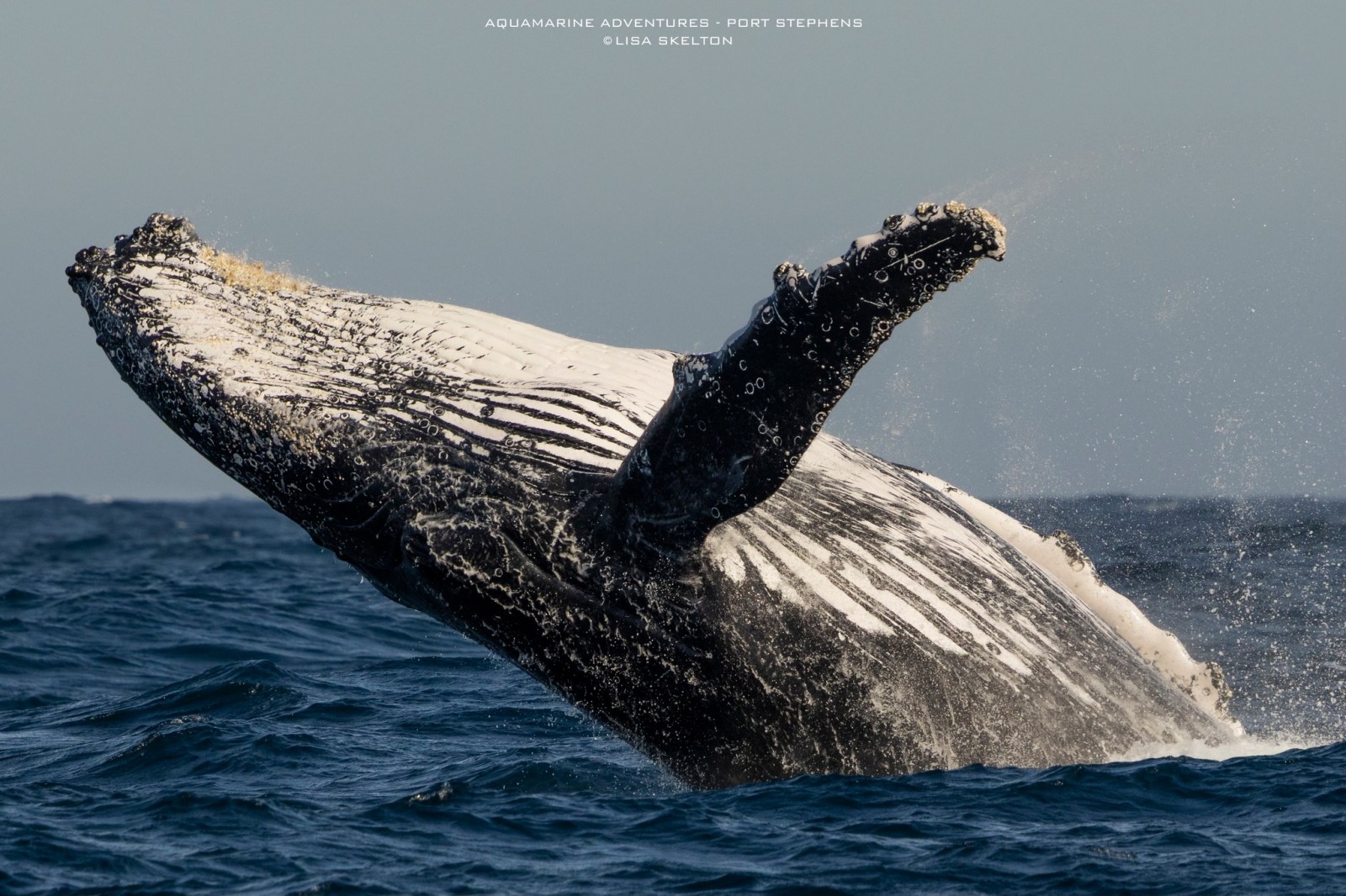 Humpback whale breaching with water splashing in the ocean.
