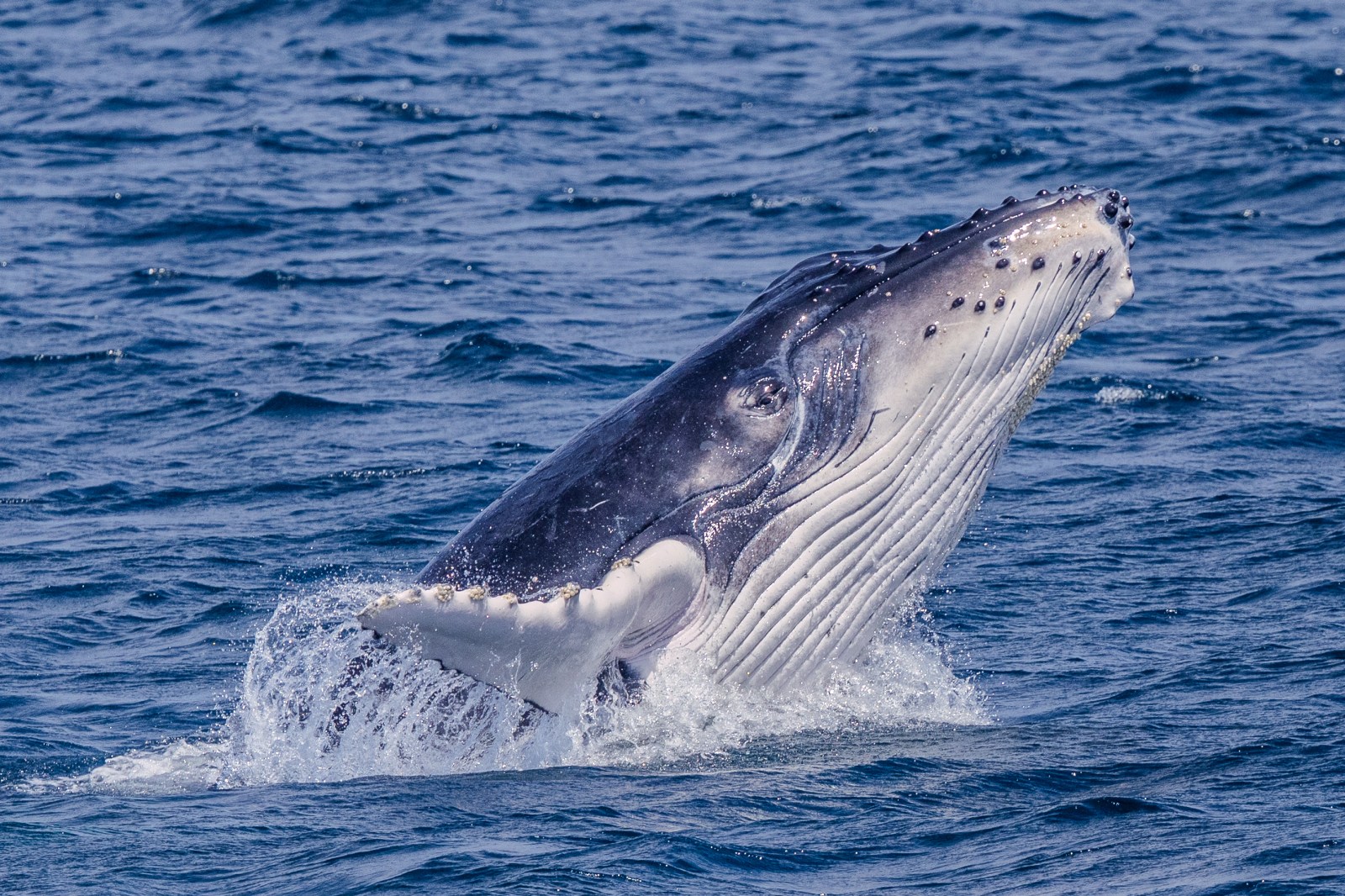 Whale Watching Moonshadow TQC Cruises Port Stephens Lee Matthews