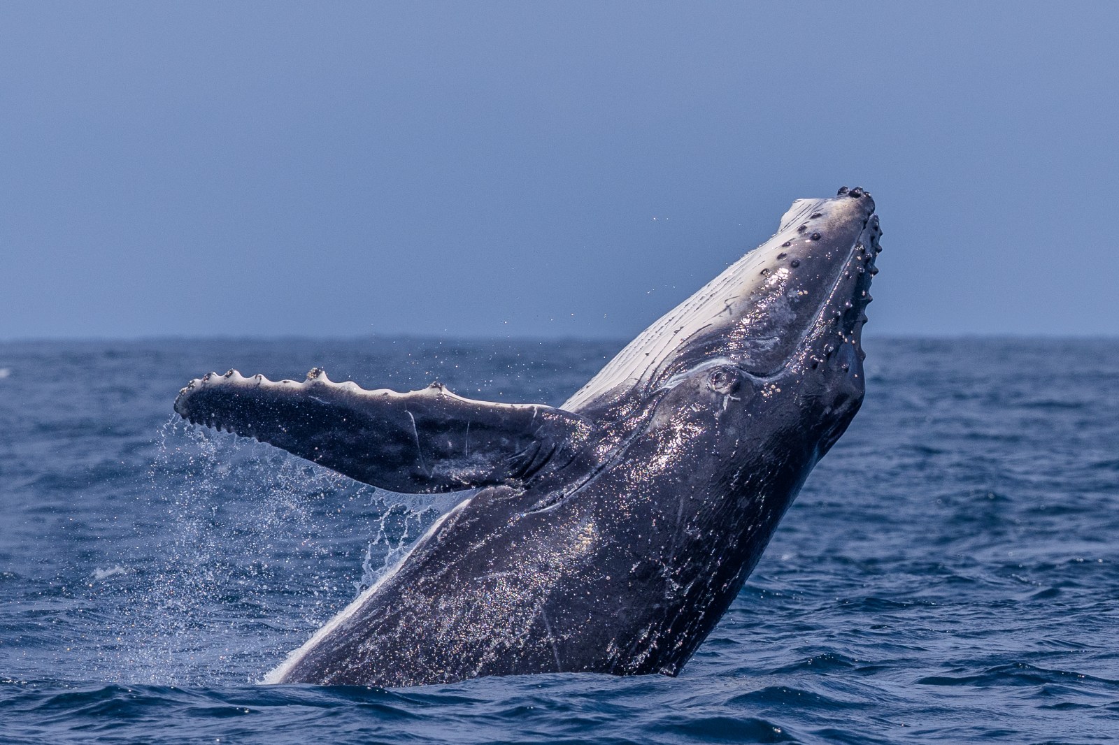 Humpback whale breaching ocean surface with splash against blue sky.
