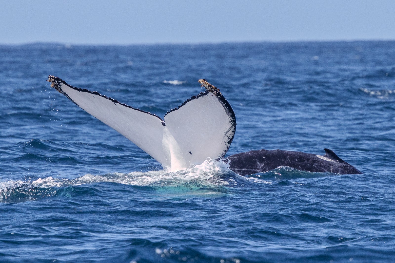Humpback whale tail emerging from ocean water against blue sky.