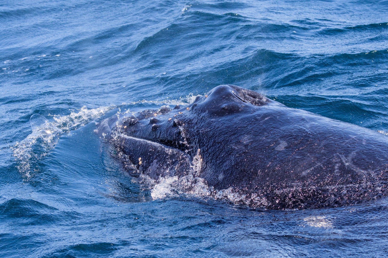 Close-up of a humpback whale surfacing in blue ocean water.