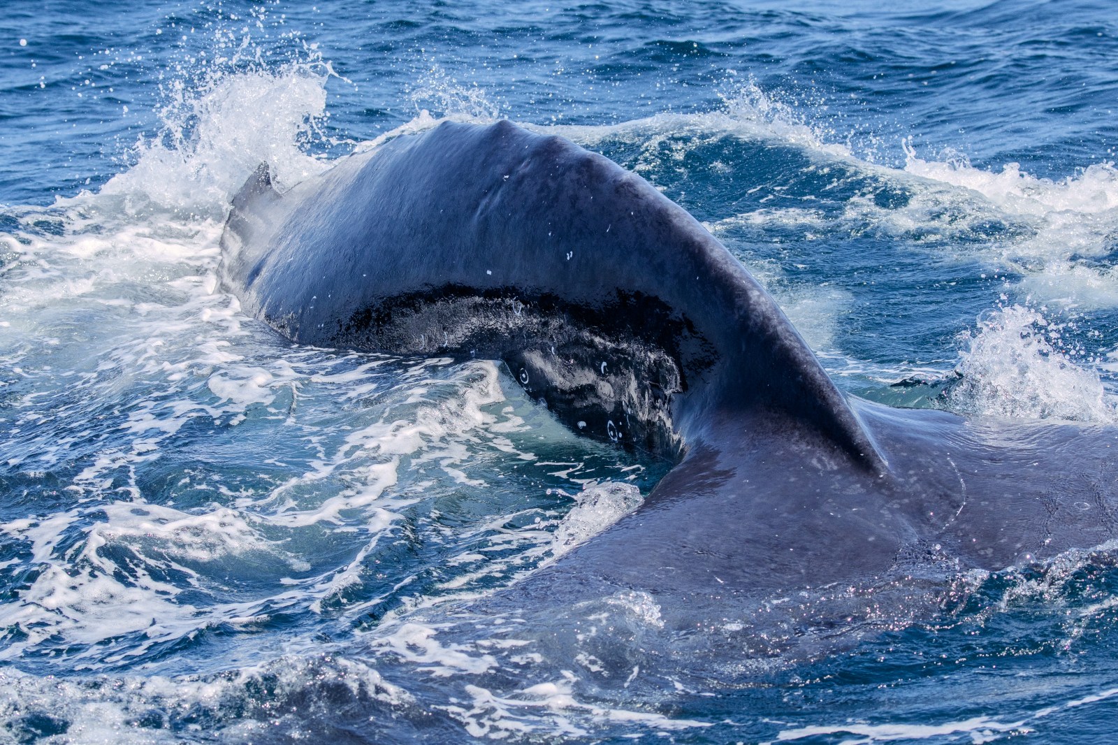 Close-up of a whale's back and fin breaking through ocean waves.