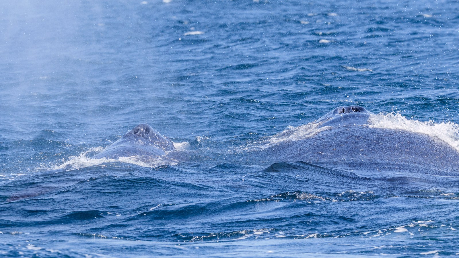 Two gray whales surfacing in blue ocean water with spray mist in the air.