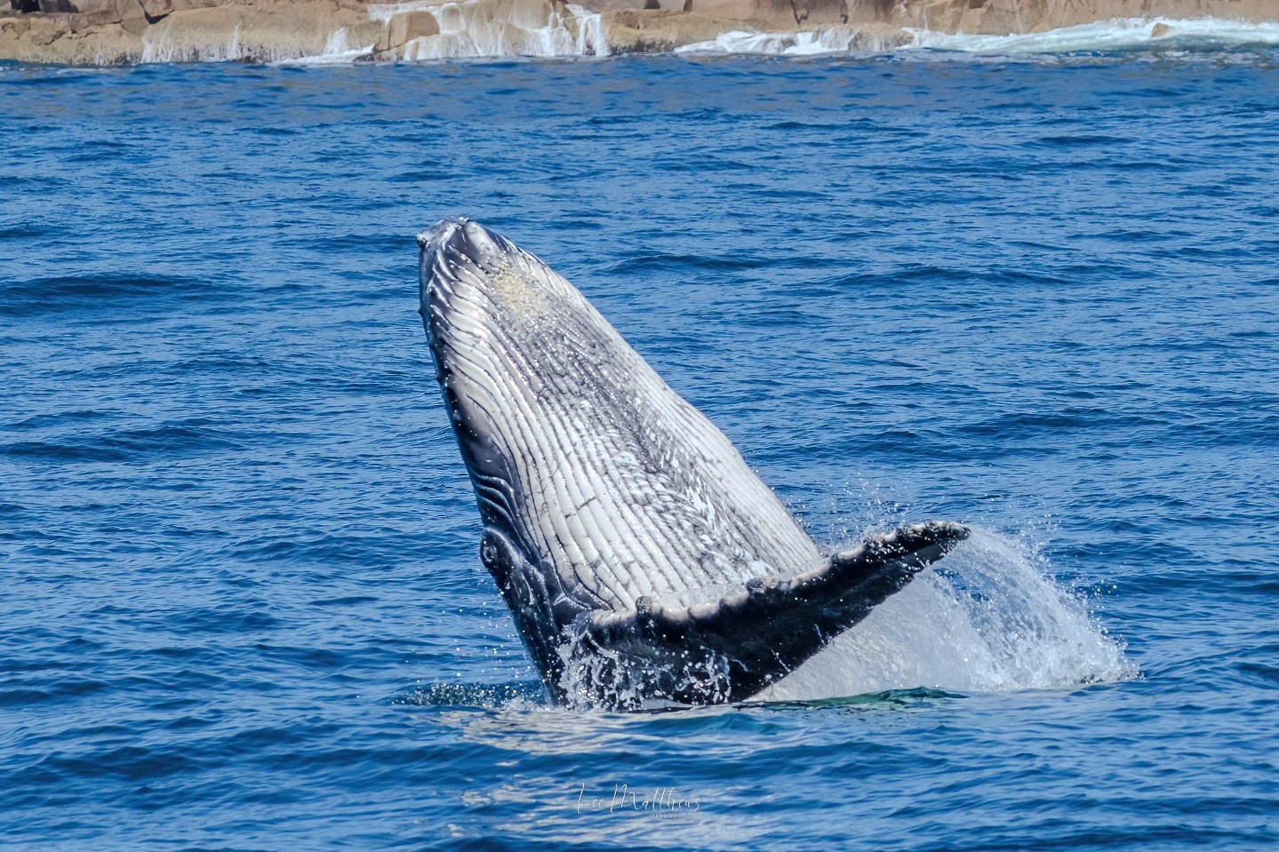 Humpback whale breaching the ocean surface near rocky shore.