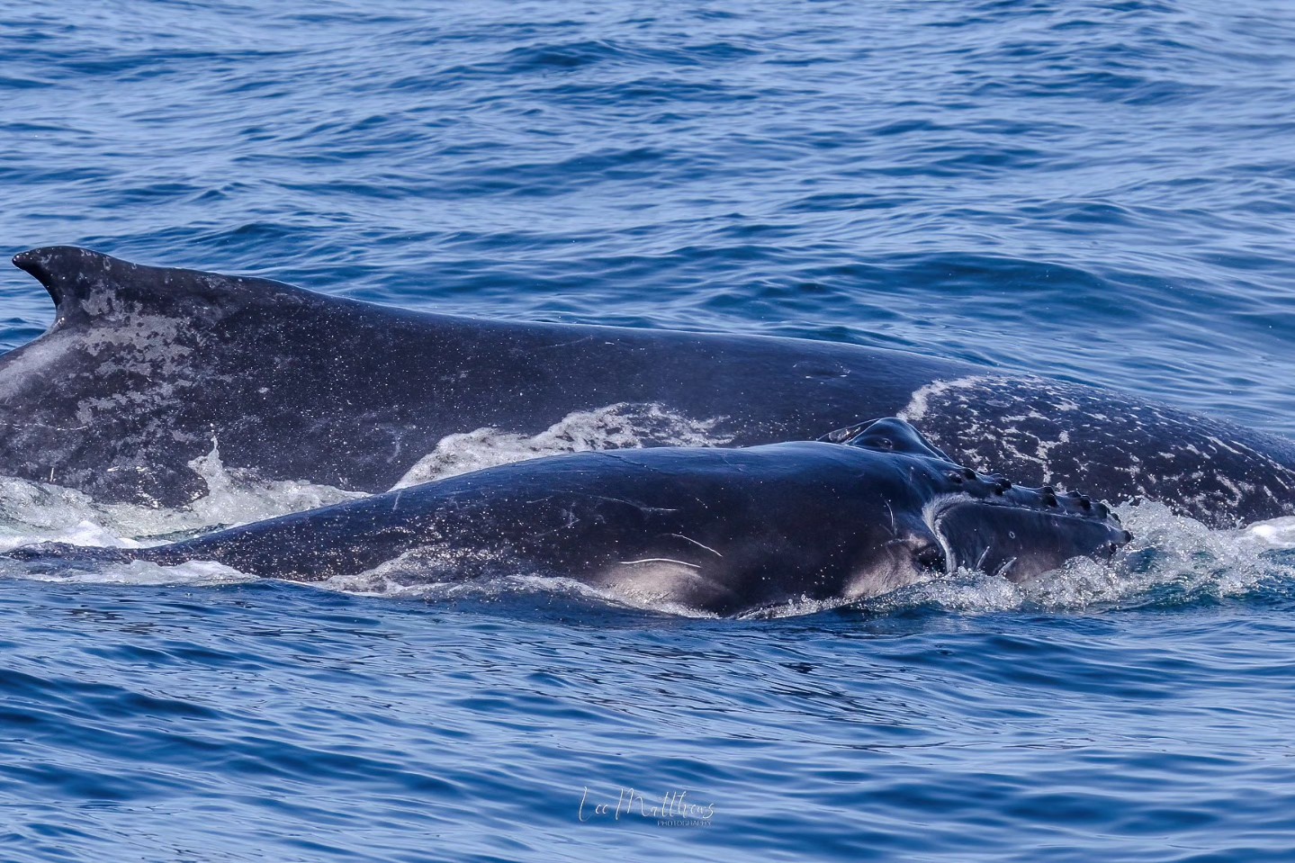 Two humpback whales swimming side by side in the ocean.