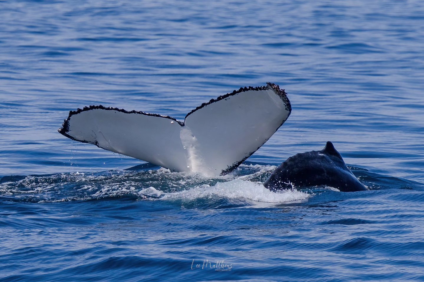 Whale tail above water surface, partially submerged in the ocean.