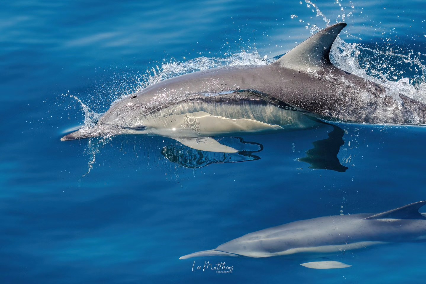 Whale Watching Moonshadow TQC Cruises Port Stephens Lee Matthews